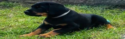 Mixed Breed dogs for sale: Doberman puppy 1 boy left ready now  - Advert 8