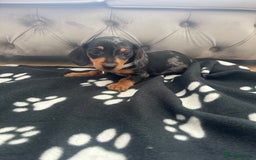 Miniature Dachshund dogs for sale: Miniature dapple dachshund  - Image 12