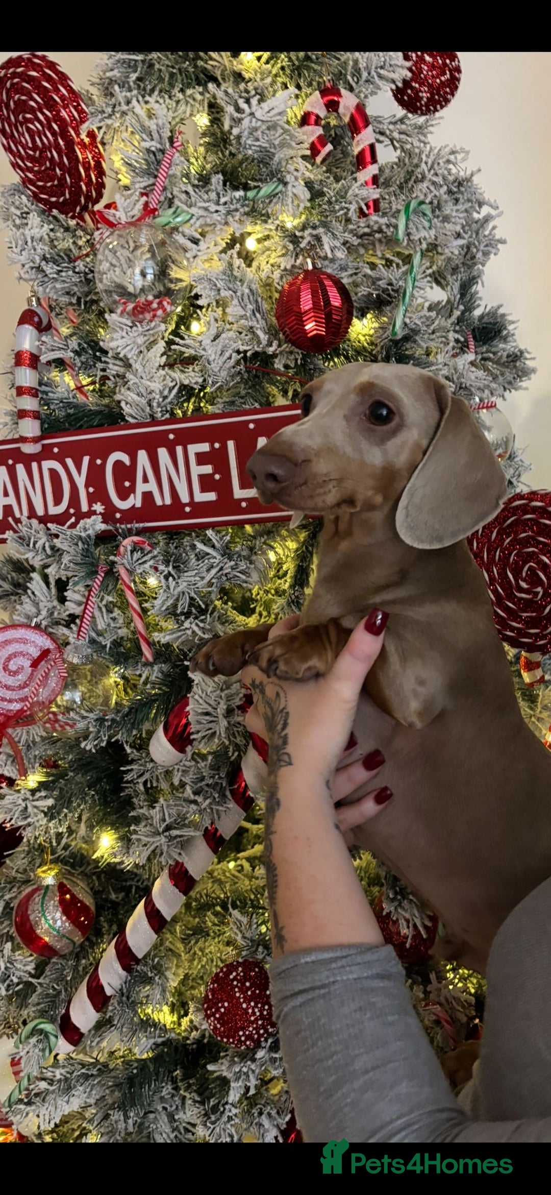 Miniature Dachshund dogs for stud: Isabella Blue Dachshund  - Advert 11