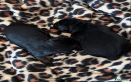 Border Terrier dogs for sale: Beautiful borders  - Image 1