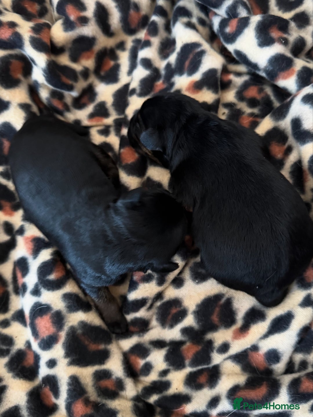 Border Terrier dogs for sale: Beautiful borders  - Image 1