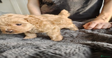 Maltipoo dogs - Advert 8