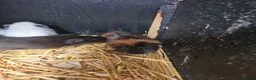 Guinea Pig rodents for sale: Baby guninea pigs - Advert 4