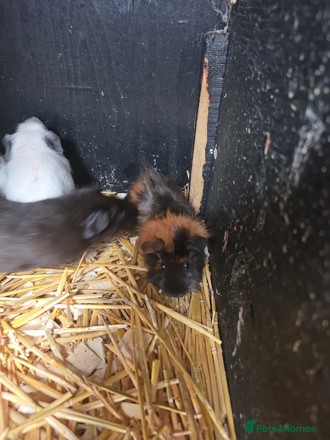 Guinea Pig rodents for sale: Baby guninea pigs - Advert 4