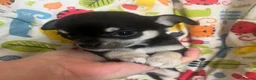 Chihuahua dogs for sale: Three beautiful black & white chihuahuas  in Bootle - Advert 5