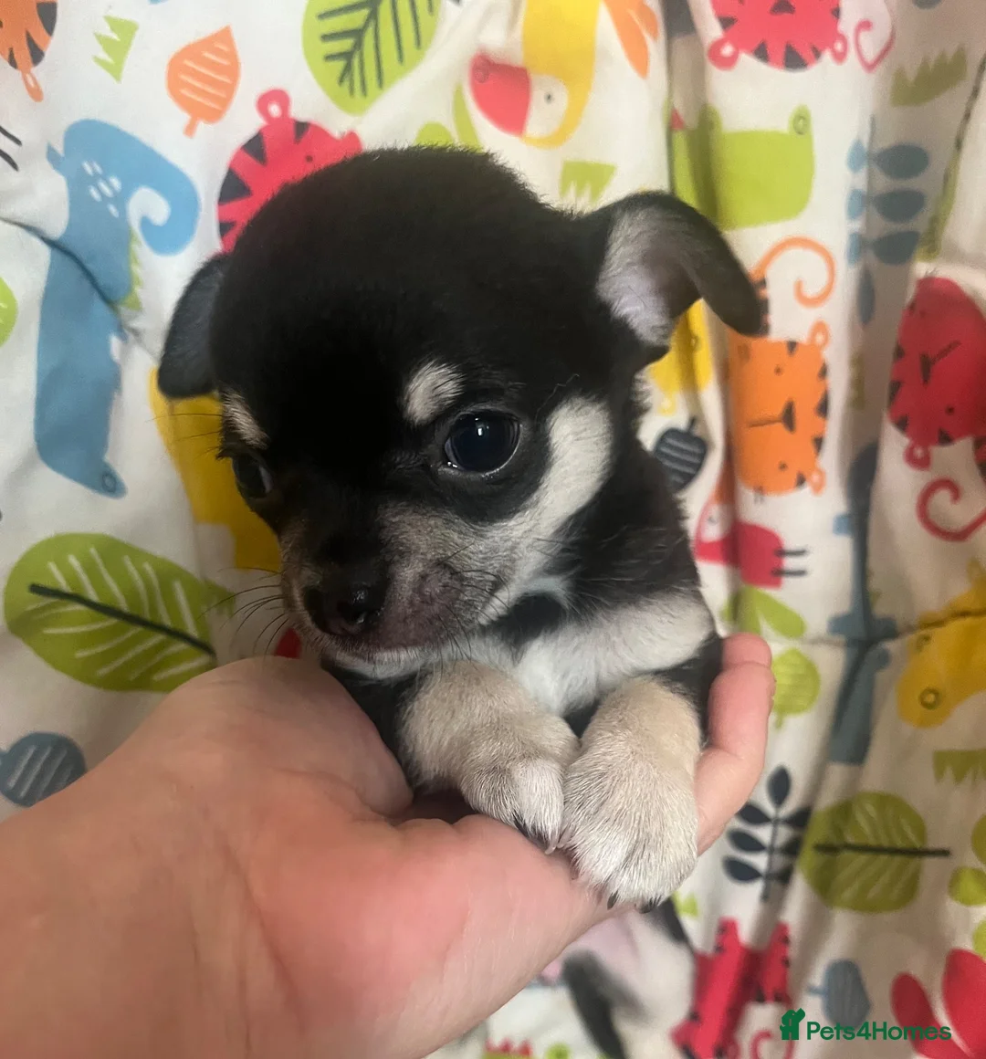 Chihuahua dogs for sale: Three beautiful black & white chihuahuas  in Bootle - Advert 5