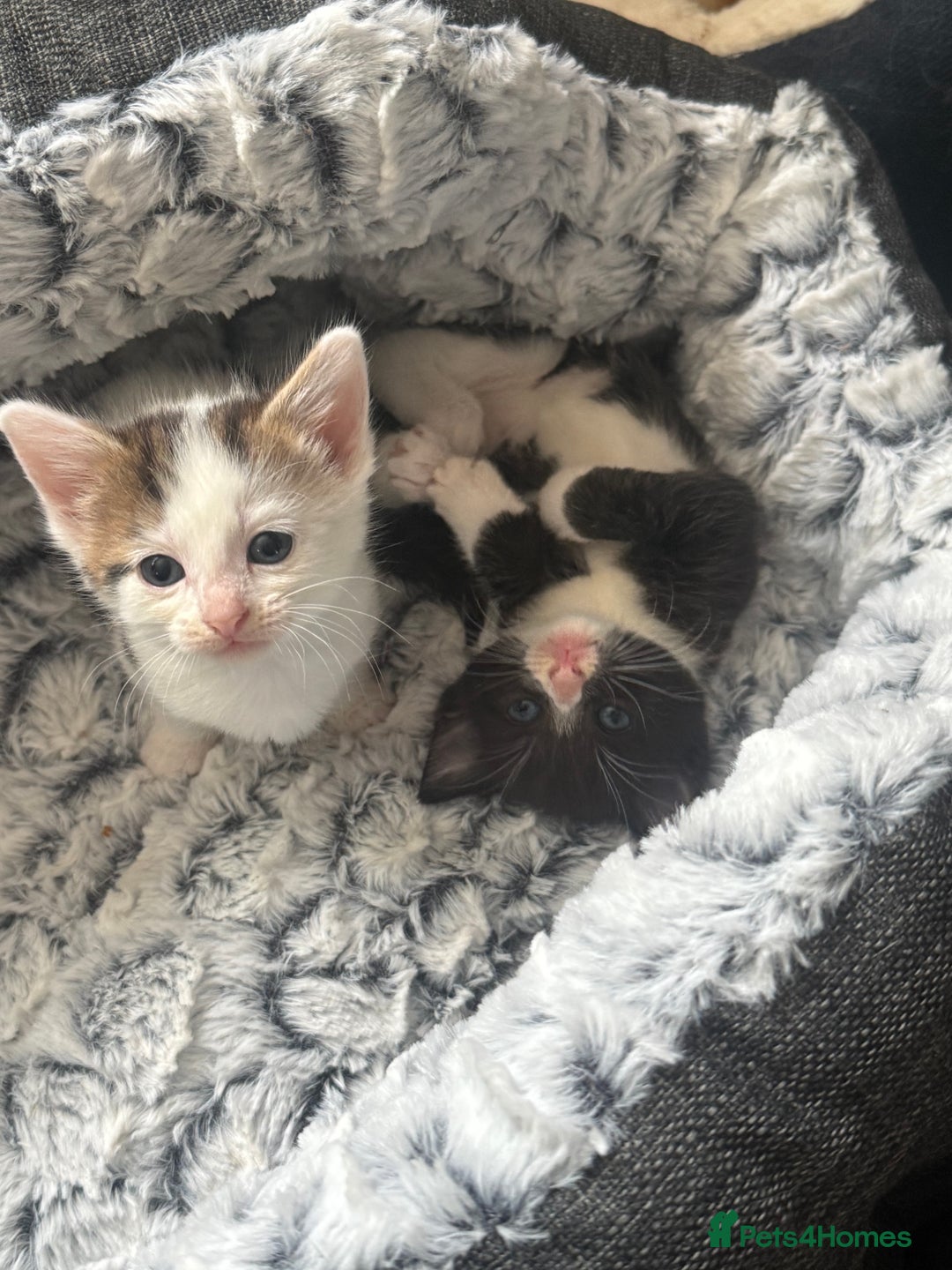 British Shorthair cats for sale: * Cute ginger & white 1 x boy 1 x girl kitten £50* - Image 2