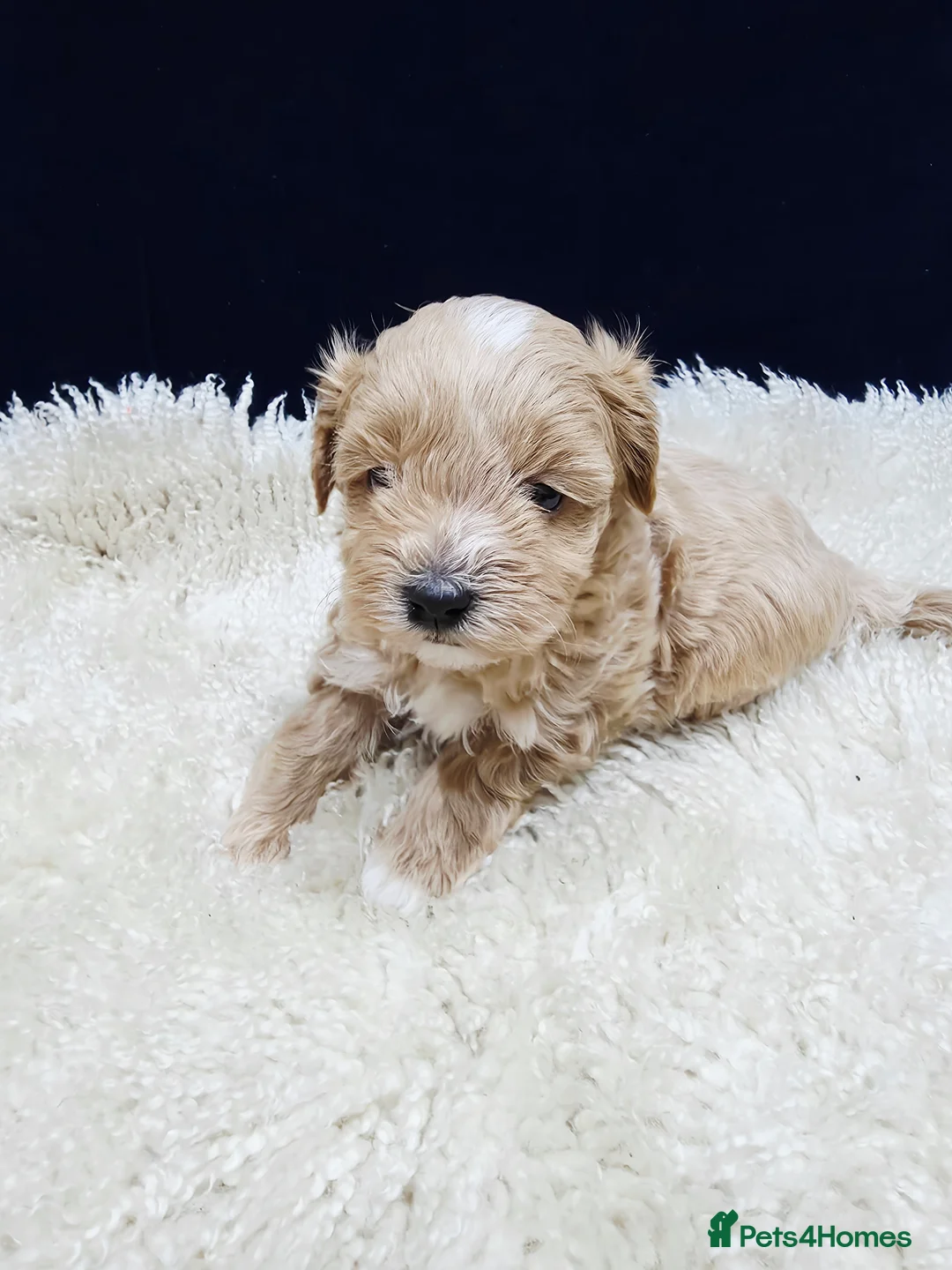 Maltipoo dogs for sale: F1B Maltipoo Puppies, Toy Size, Hypoallergenic, - Advert 6