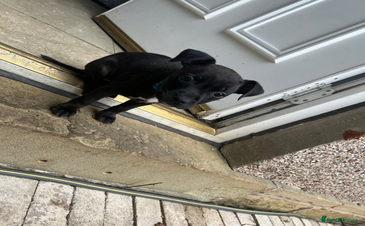 Mixed Breed dogs - Advert 15