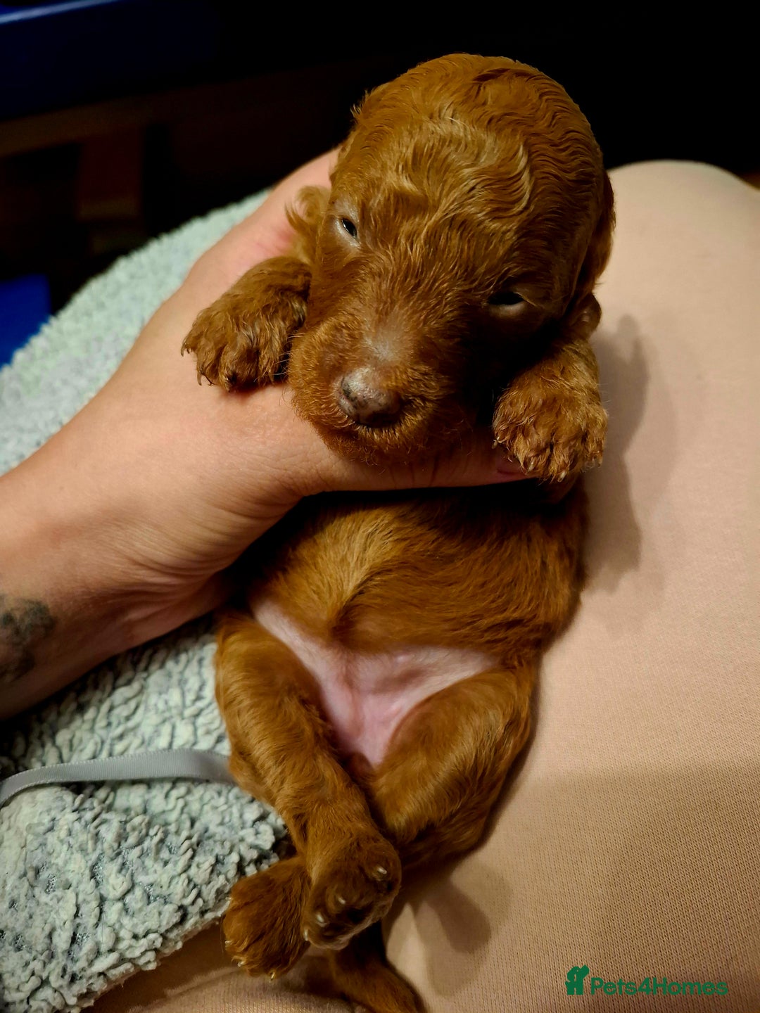 Mixed Breed dogs for sale: F1b health tested Rottiepoo puppies - Advert 11