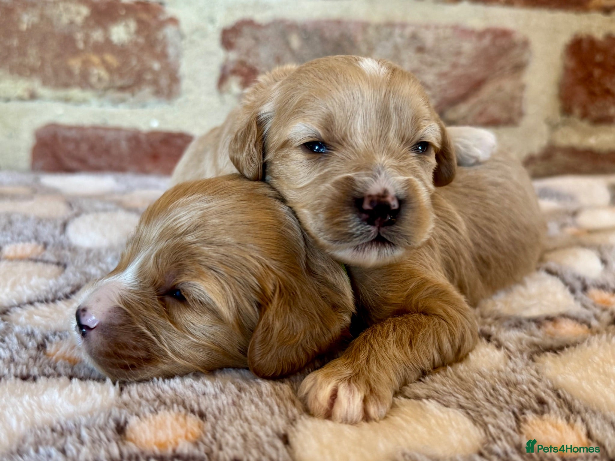 Cavapoo dogs F1 cavapoo males 💙💚 - Advert 1