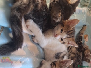 Mixed Breed cats Cute loving kittens - Advert 2