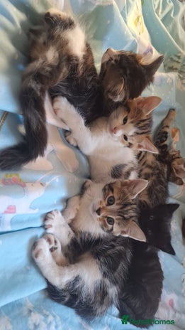 Mixed Breed cats Cute loving kittens - Advert 7
