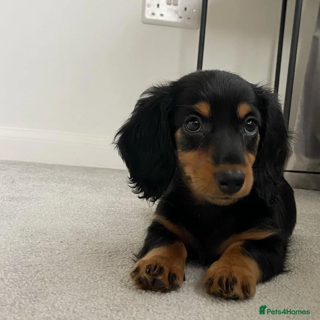 Dachshund dogs for stud: Standard Silver Dapple Long Haired Dachshund Stud in Bishop Auckland - Advert 15