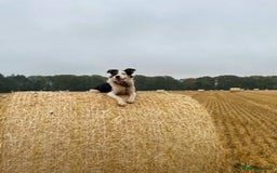 Border Collie dogs for sale: Sky border collie  - Image 4