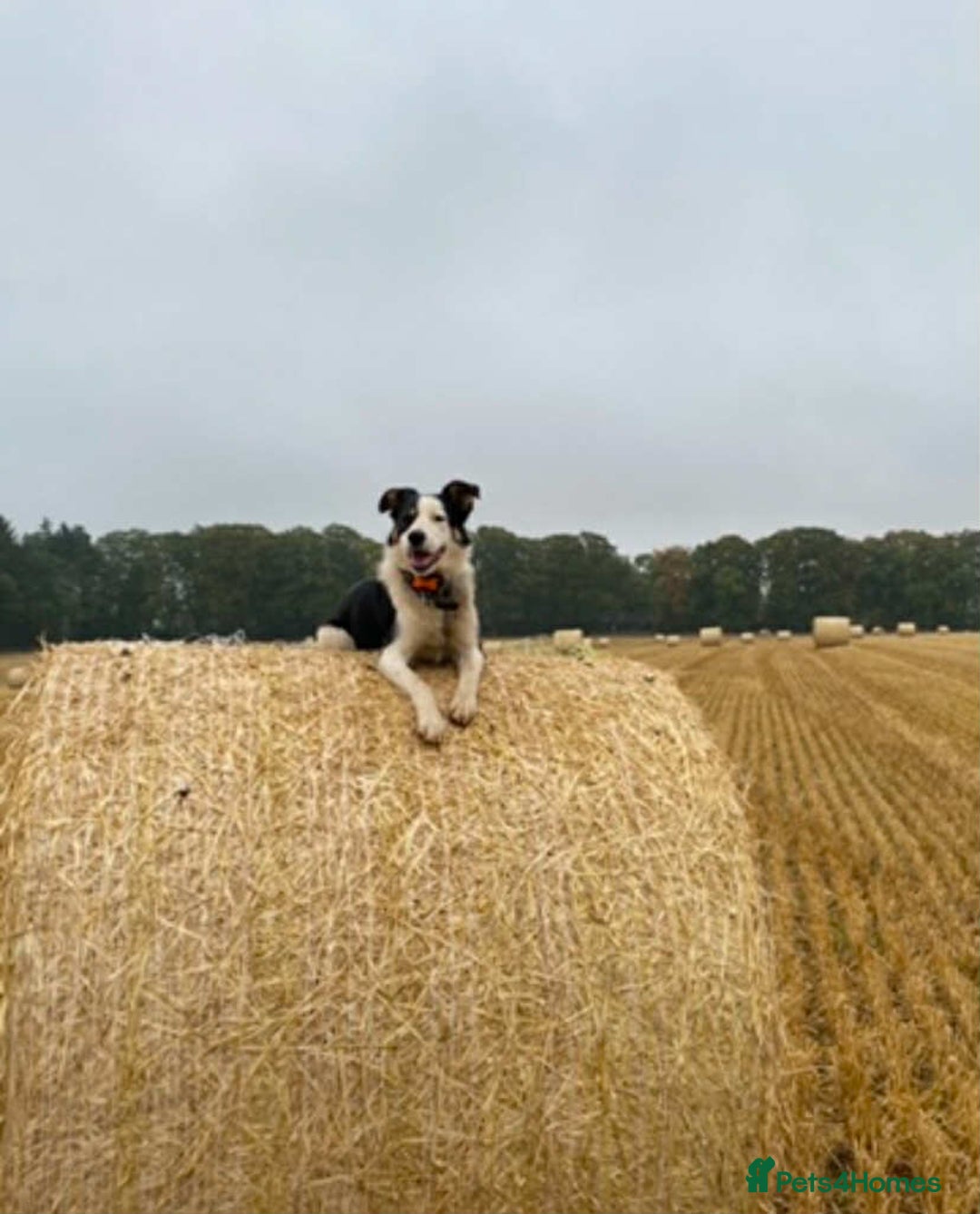 Border Collie dogs for sale: Sky border collie  - Image 4