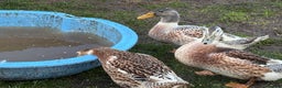 Ducks poultry for sale: Silver Appleyard Drakes - Advert 2