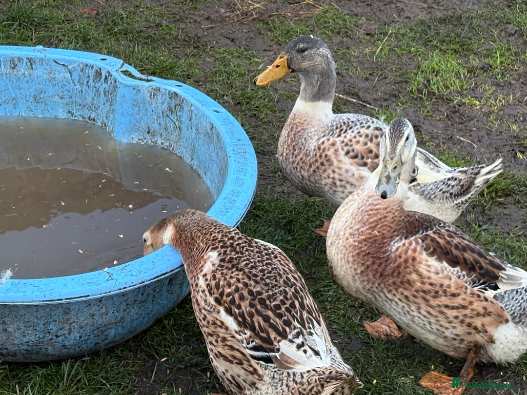 Ducks poultry for sale: Silver Appleyard Drakes - Image 2