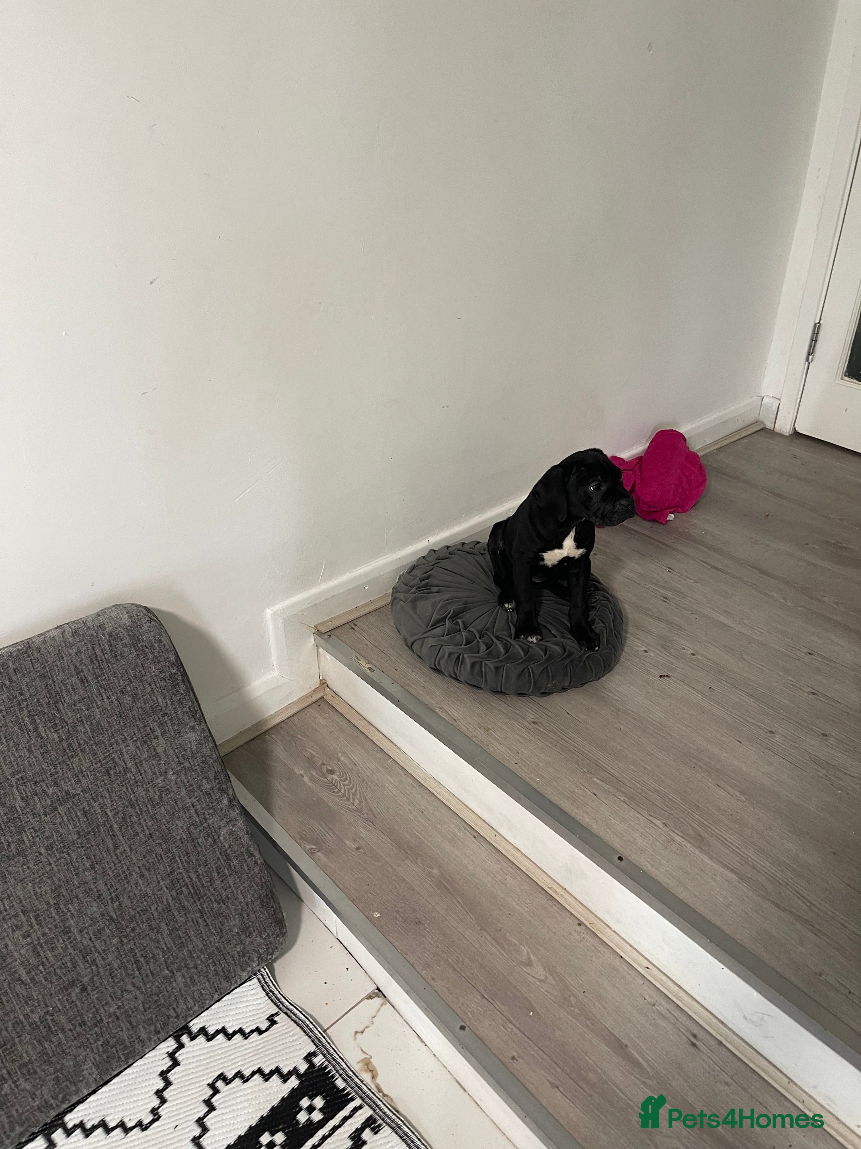 Mixed Breed dogs Cane Corso x Bullmastiff Puppies 8wks - Advert 2