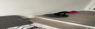 Mixed Breed Puppy 6