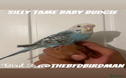 Budgerigars birds for sale: 100% SILLY TAME BABY BUDGIES - Image 3