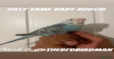 Budgerigars birds - Advert 12