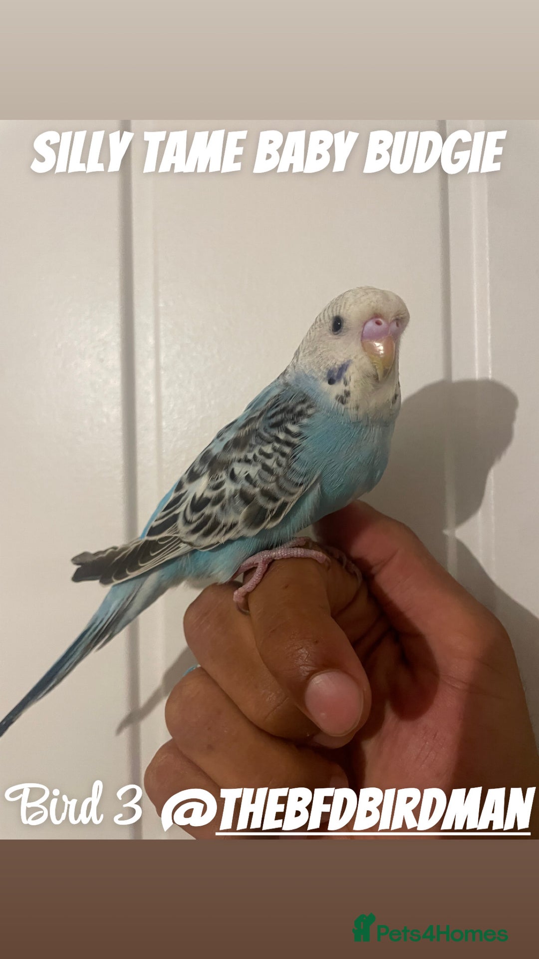 Budgerigars birds for sale: 100% SILLY TAME BABY BUDGIES - Image 3