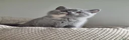 British Shorthair cats for sale: Blue/cream girl and cream boy in Newport - Advert 6