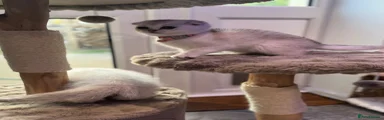 Fold White chinchilla Girl 