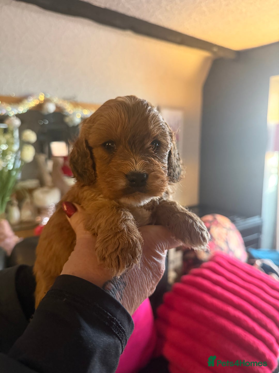 Cockapoo dogs for sale: Cockapoo pups one boy available  - Advert 21