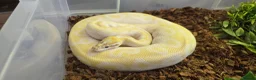 Mixed Breed reptiles for sale: Ball Pythons And Corn Snake For Sale - Advert 1