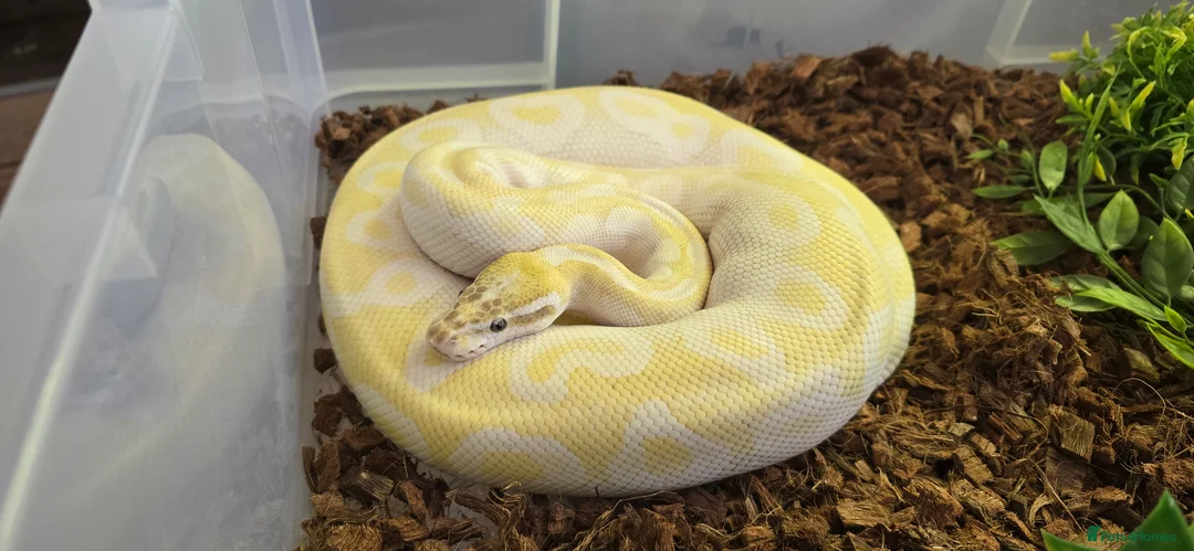 Mixed Breed reptiles for sale: Ball Pythons And Corn Snake For Sale - Advert 1