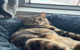 Domestic Shorthair cats for sale: 3 British short hair kittens  - Image 4