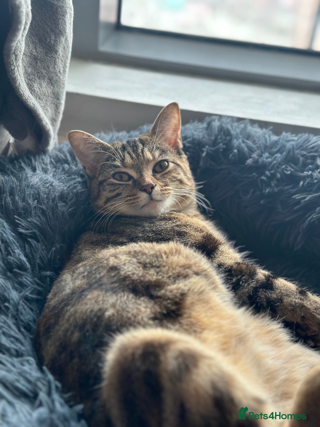 Domestic Shorthair cats for sale: 3 British short hair kittens  - Image 4