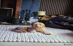 Goldendoodle dogs for sale: Goldendoodle  - Image 1
