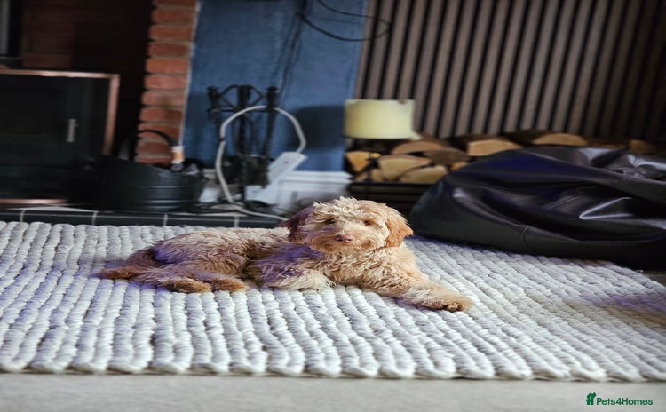 Goldendoodle dogs - Advert 1