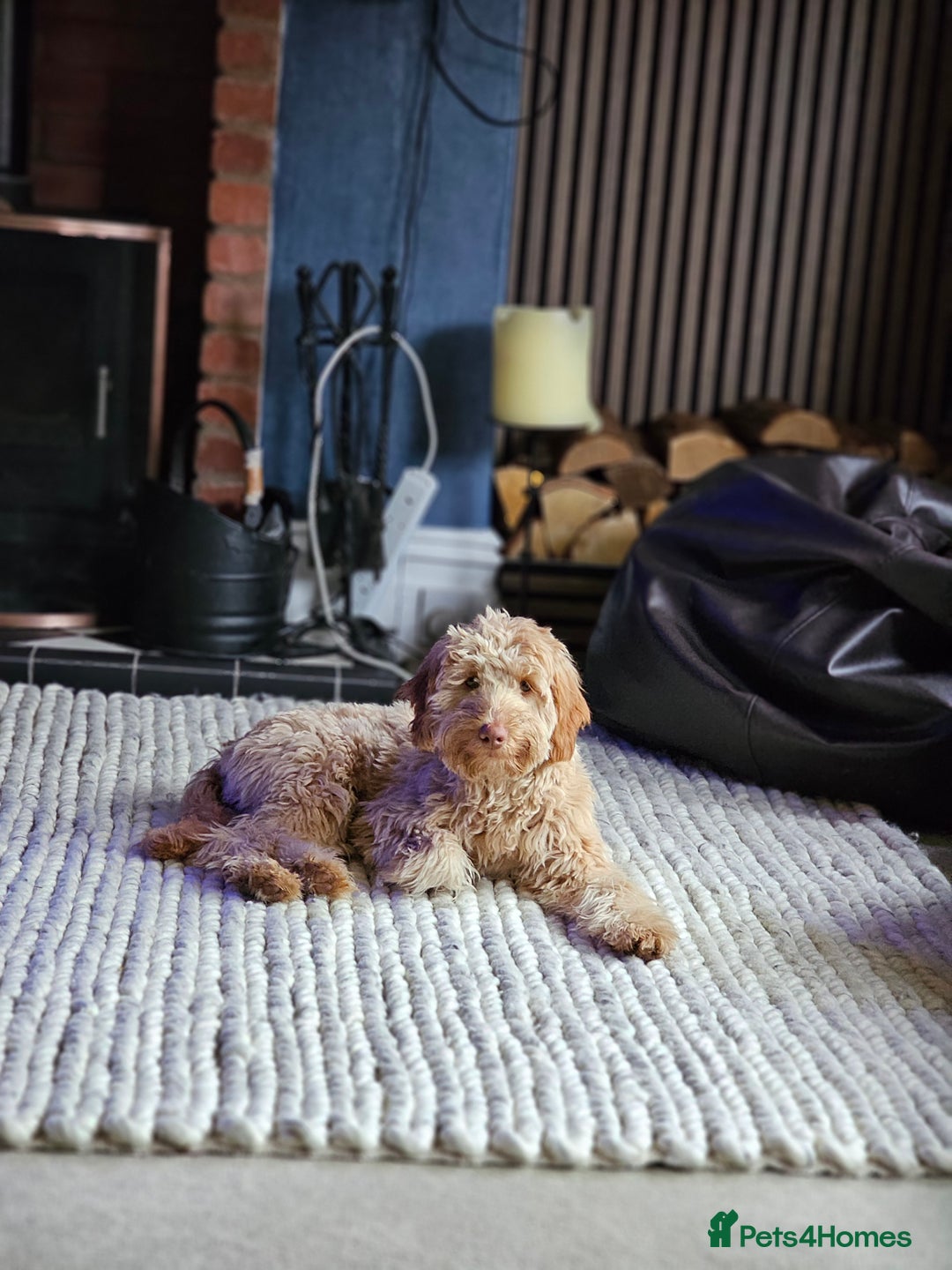Goldendoodle dogs for sale: Goldendoodle  - Image 1