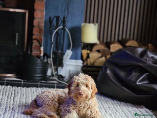 Goldendoodle dogs - Advert 3