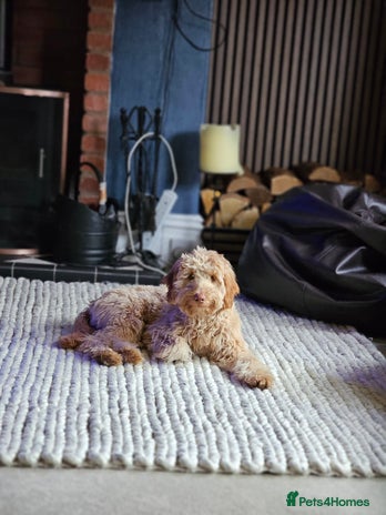 Goldendoodle dogs - Advert 14