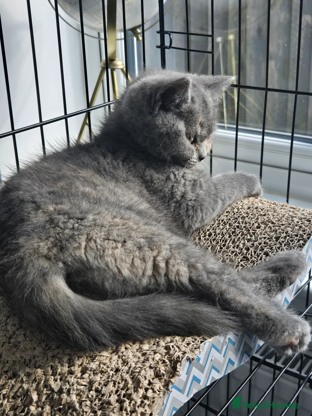British Shorthair cats for sale: Beautiful Blue-Tortie female - Advert 2