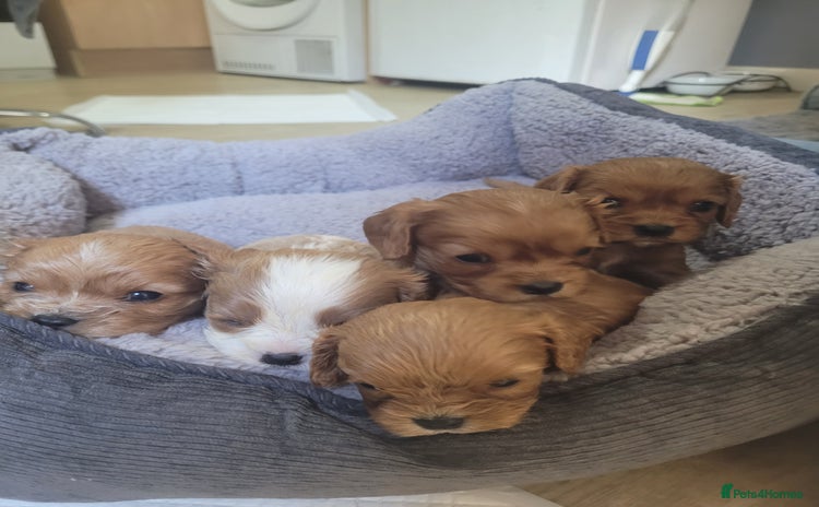 Cavalier King Charles Spaniel dogs - Advert 5