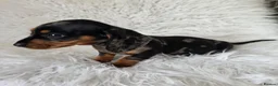 Miniature Dachshund dogs for sale: KC PRA CLEAR DAPPLE BOYS - Advert 20