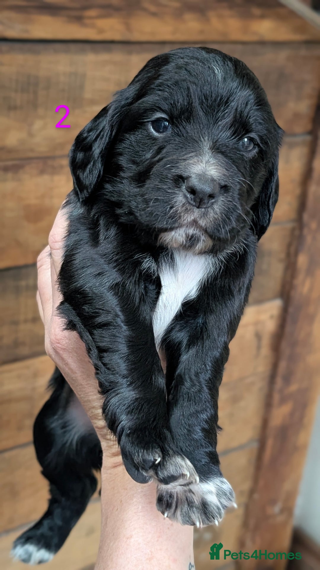 Cocker Spaniel dogs for sale: Working Cocker Spaniel Puppies  - Advert 14