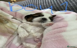 Shih Tzu dogs for sale: NEW Beautiful shih tzu puppies!!  - Image 24