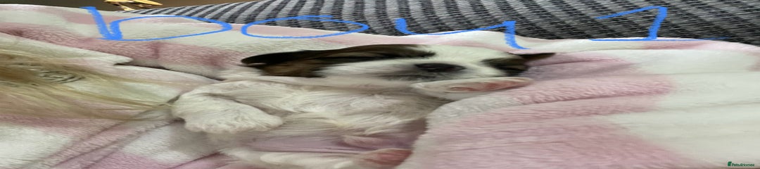 Shih Tzu Puppy 1