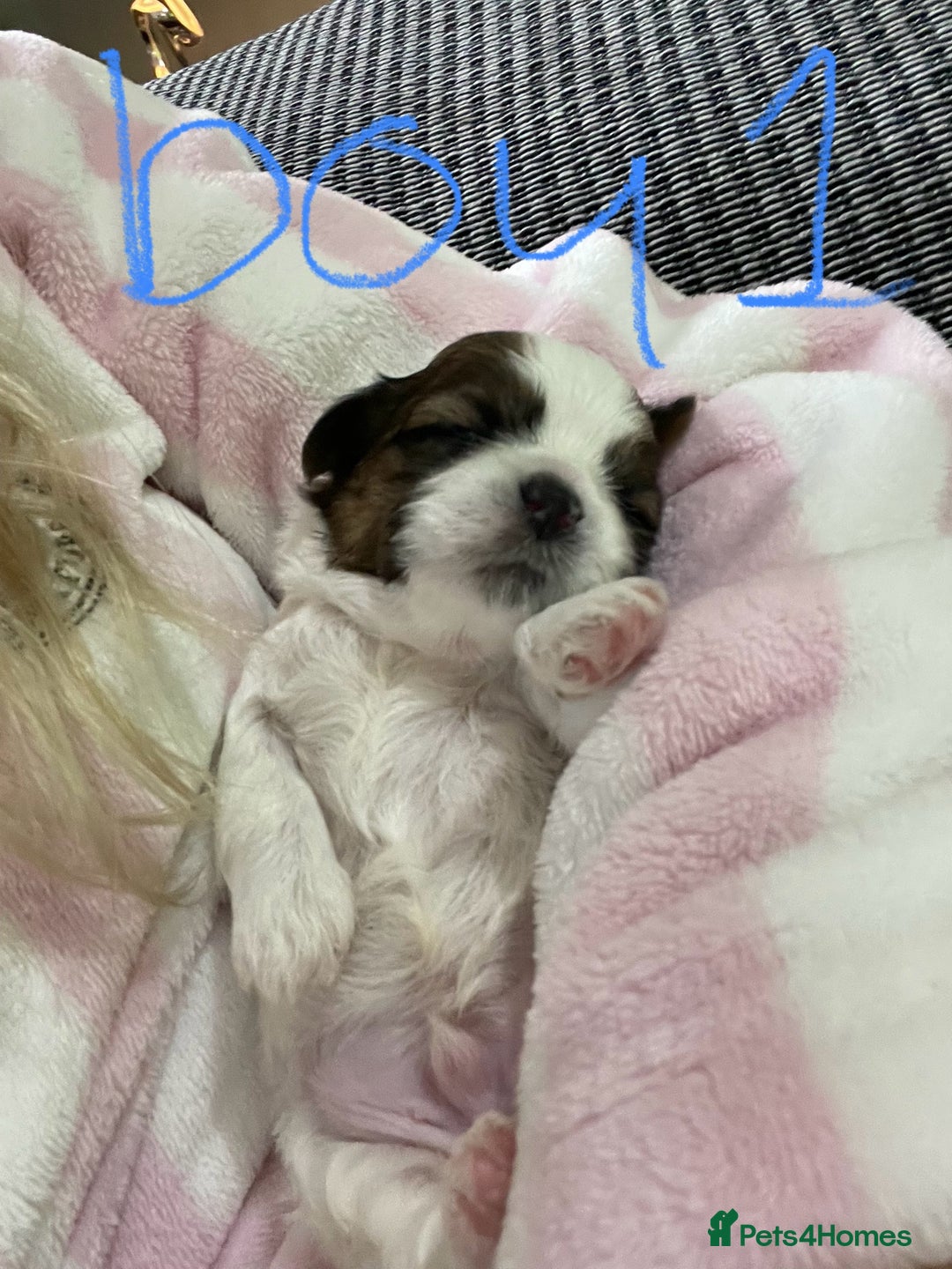 Shih Tzu dogs for sale: NEW Beautiful shih tzu puppies!!  - Image 24