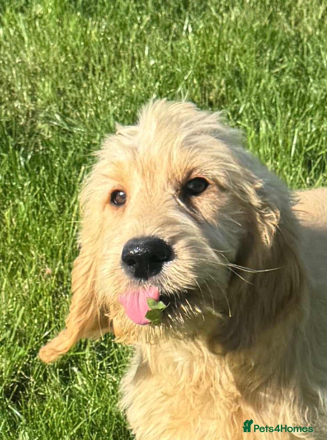 Mini Goldendoodle dogs Healthy Happy Goldendoodle Puppies - Advert 2