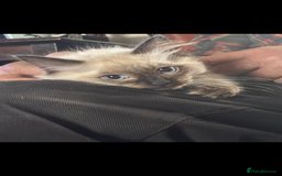 Ragdoll cats for sale: Lovely ragdoll kittens for sale  - Image 4