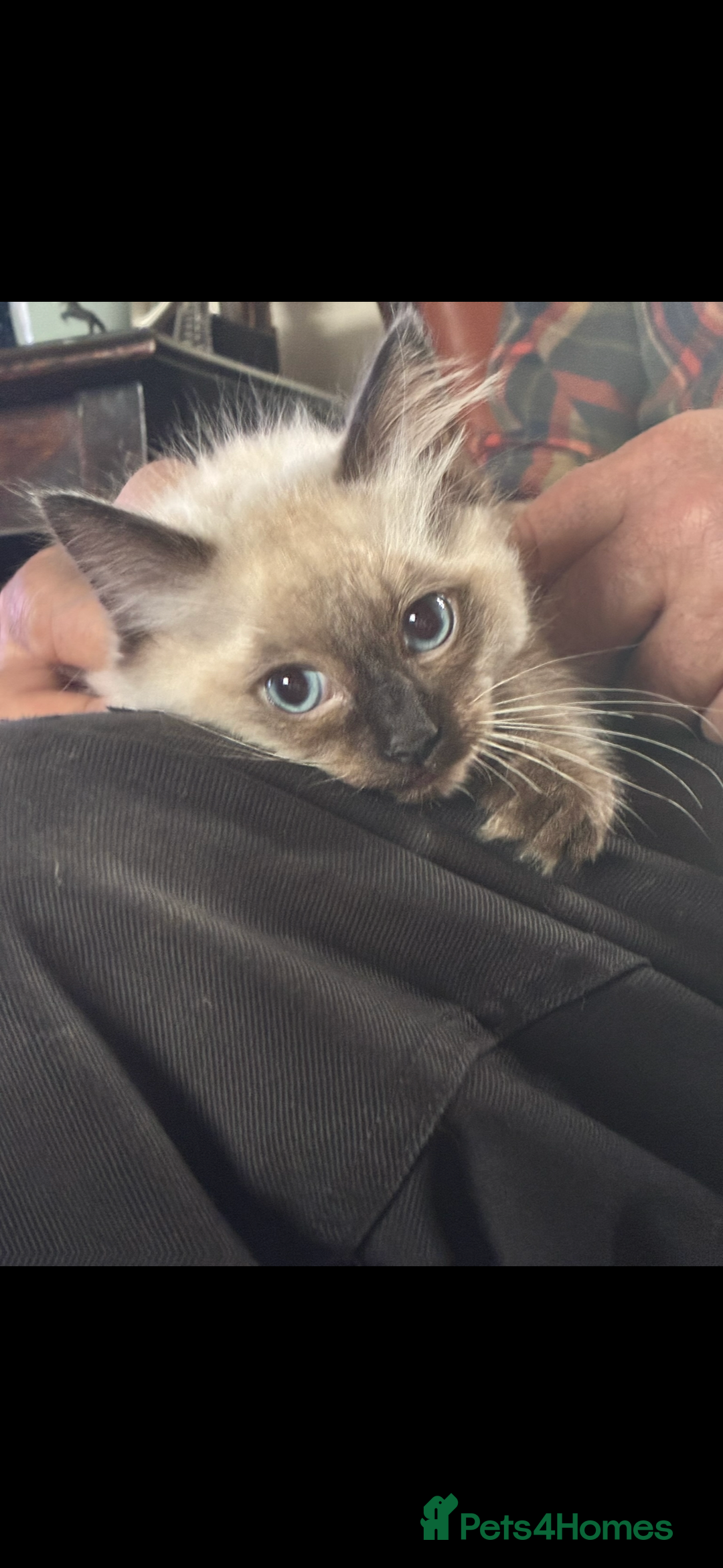 Ragdoll cats for sale: Lovely ragdoll kittens for sale  - Image 4