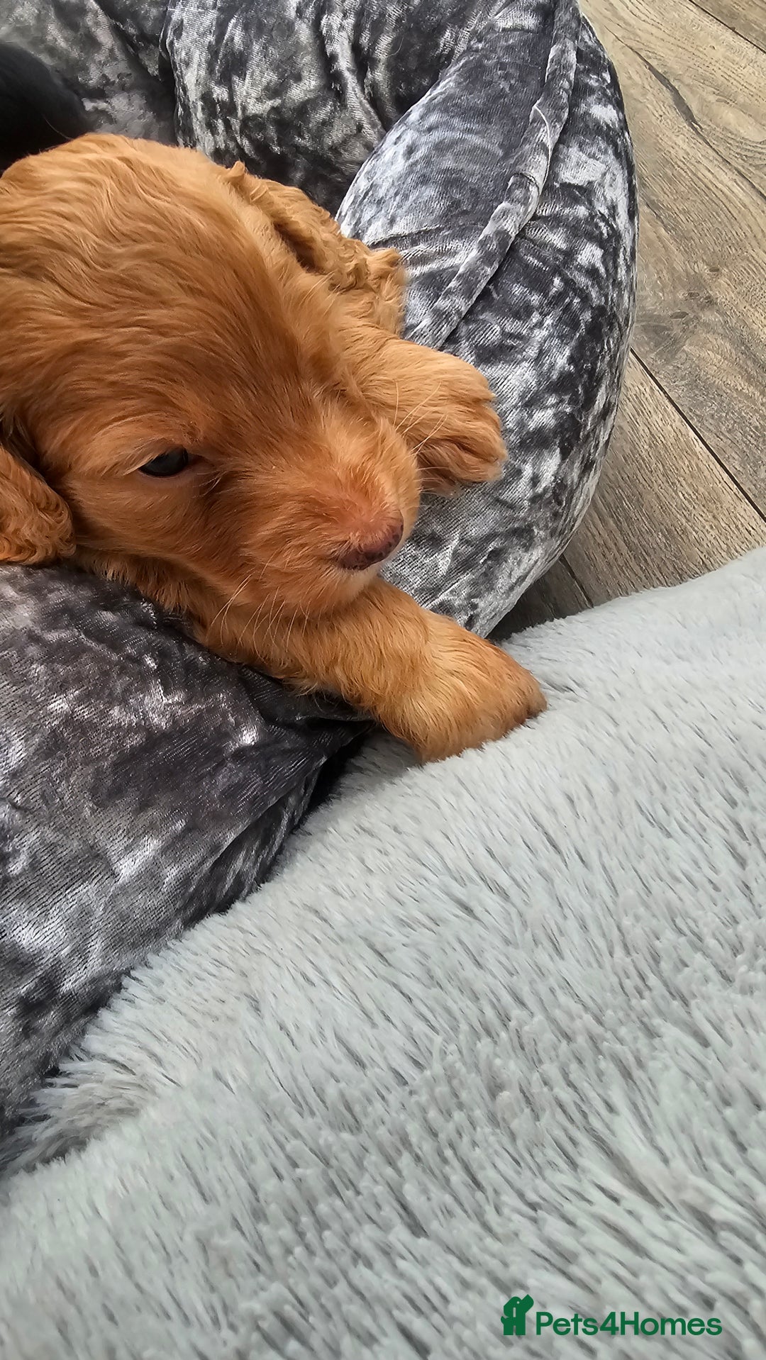 Cockapoo dogs for sale: The best cockapoos - Image 7